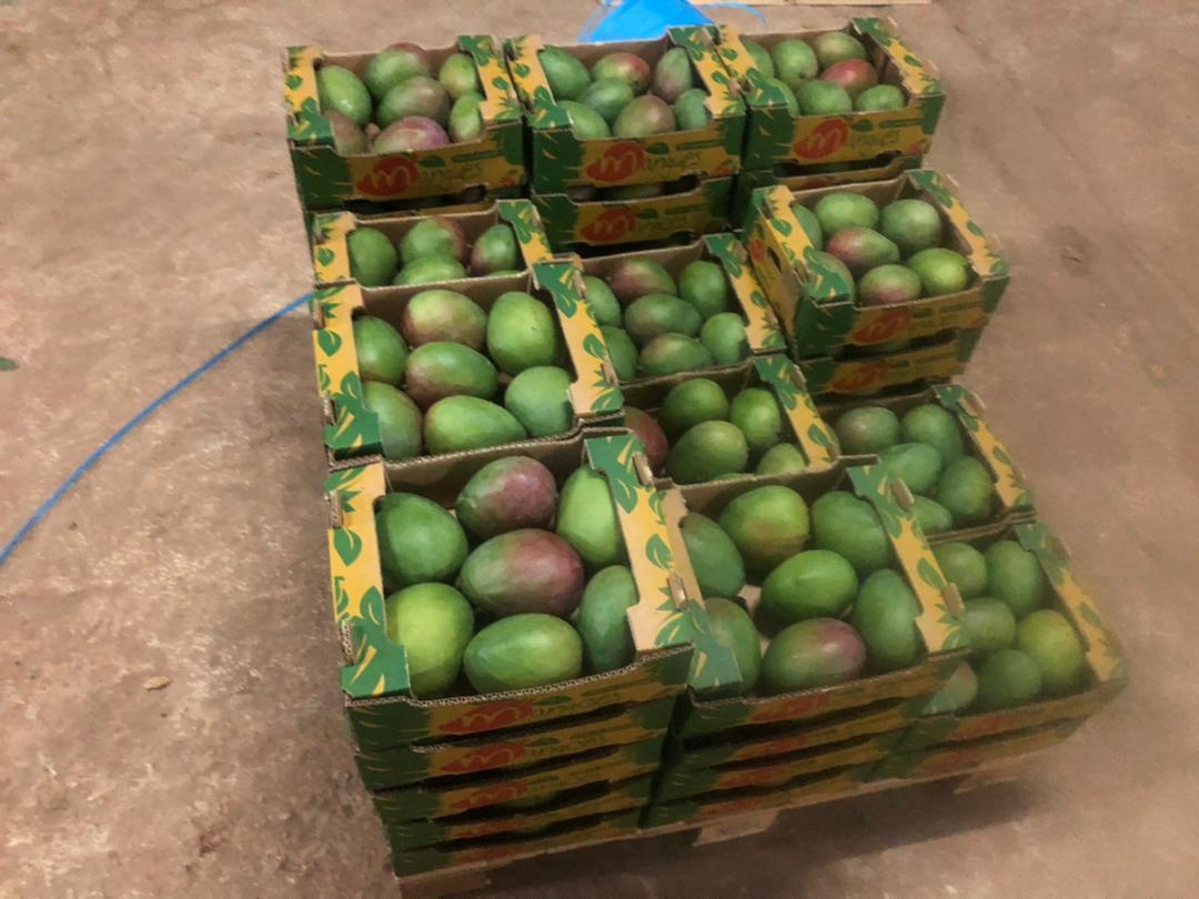 Fresh Kenyan avocados