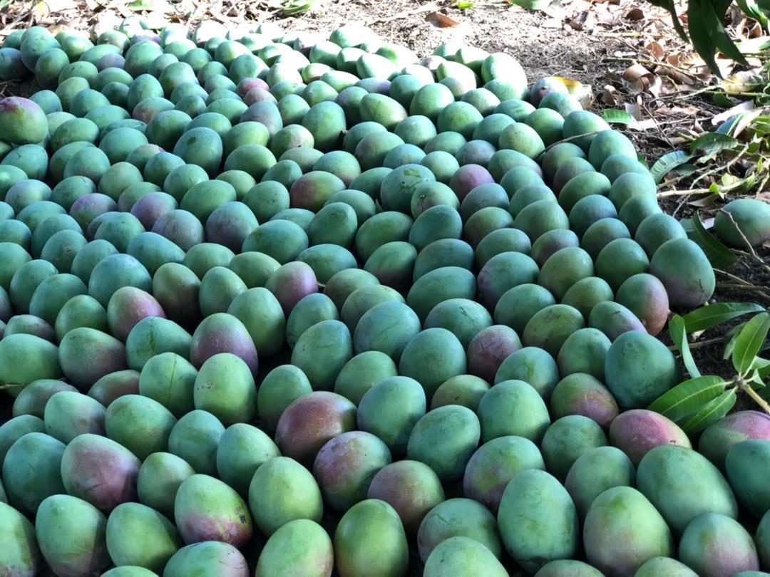 Premium avocado export quality