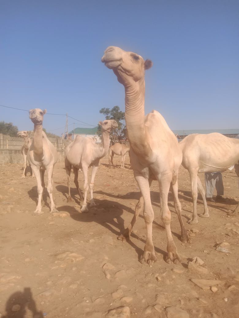 Camel livestock sourcing