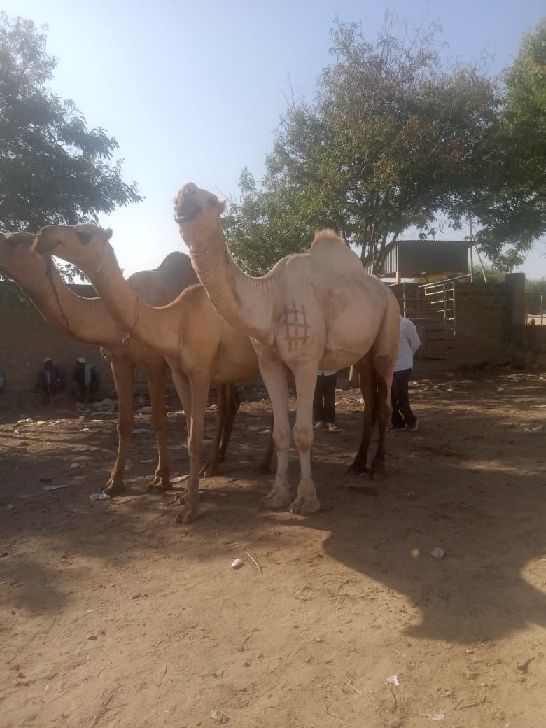 Camel meat export operations