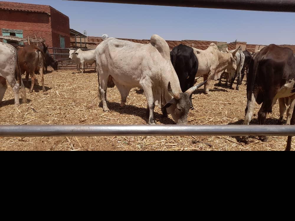 Cattle livestock operations