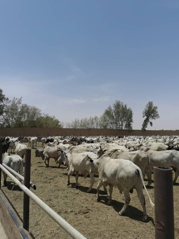 Cattle sourcing and handling