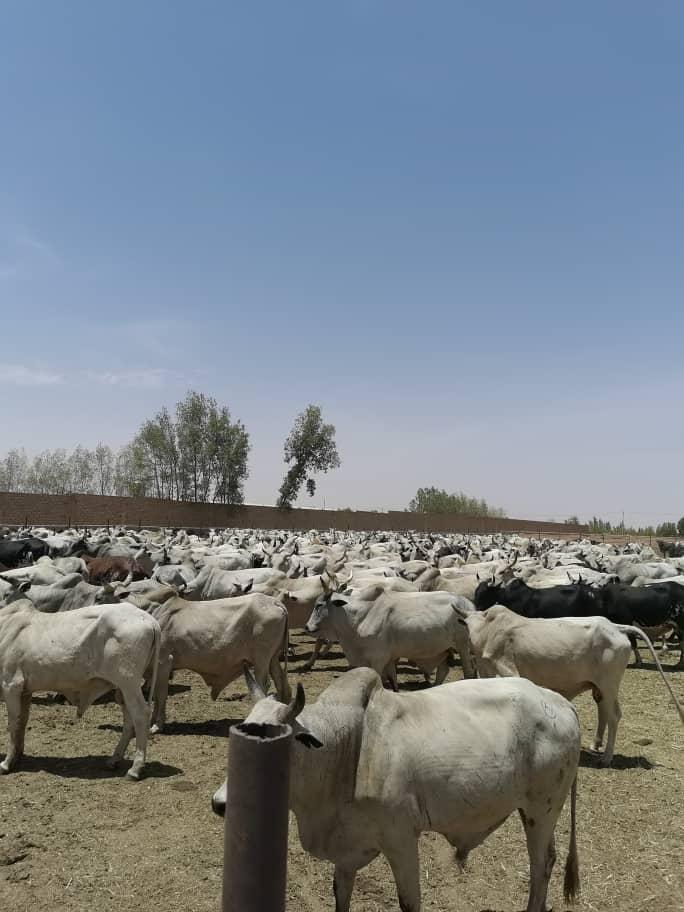 Live cattle for export