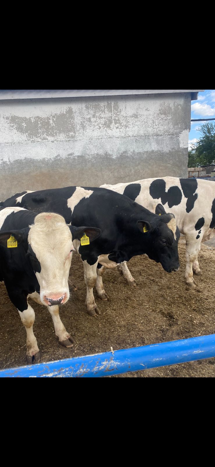 Premium cattle livestock