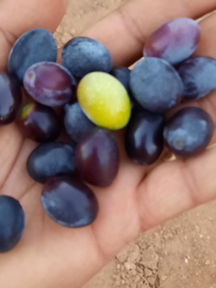 Fresh grapes for export
